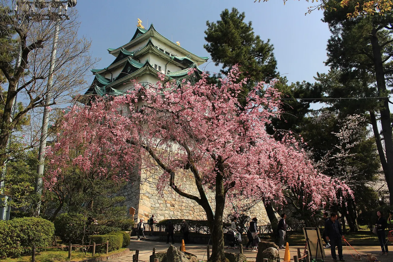 しだれ桜越しに見える名古屋城天守閣
