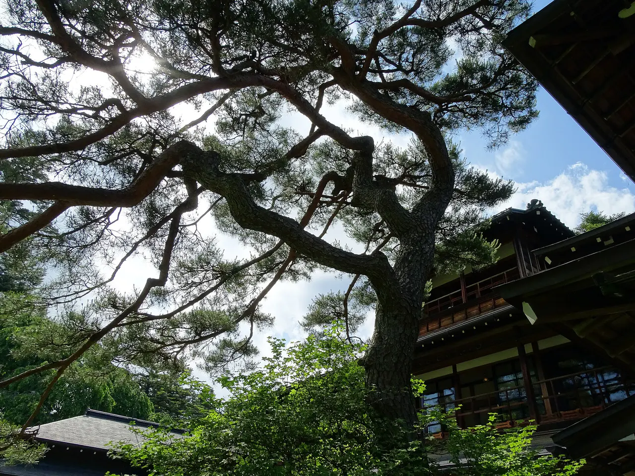 大きな松の木越しに見える日光田母沢御用邸の木造建築