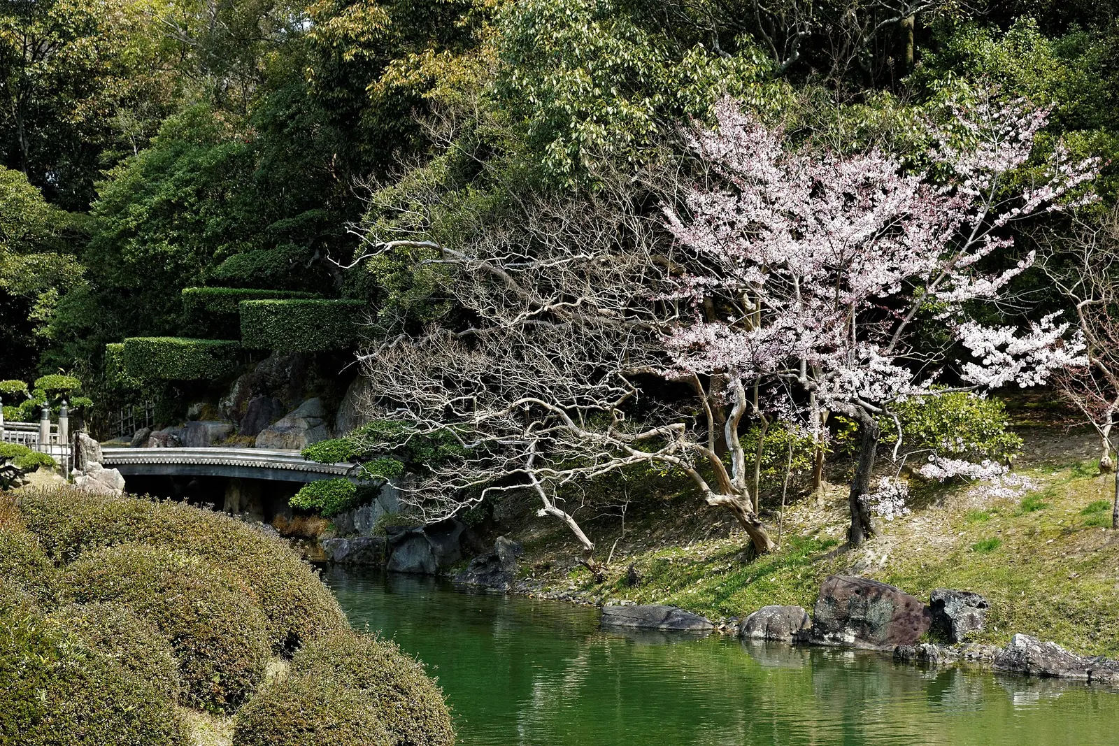 栗林公園の池と木橋、庭園の木々